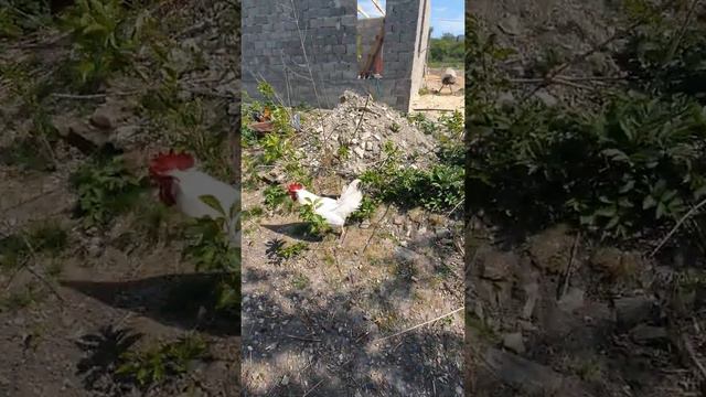 Дачи, Гостагаевская , отдых сонт здоровье🌳