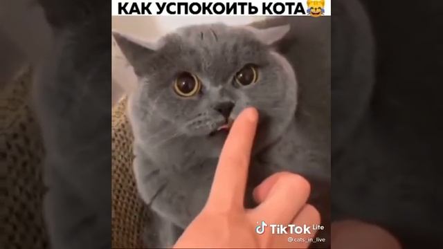 Как успокоить кота