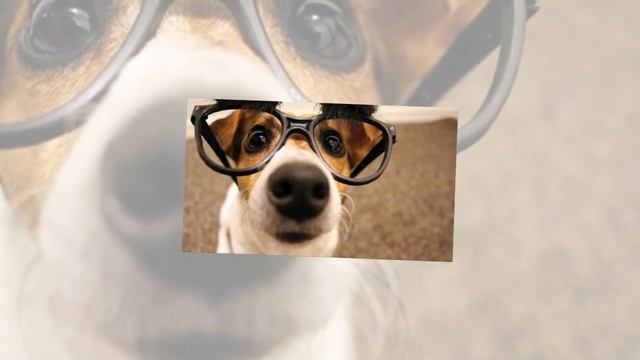 10 интересных фактов о собаках смотреть онлайн