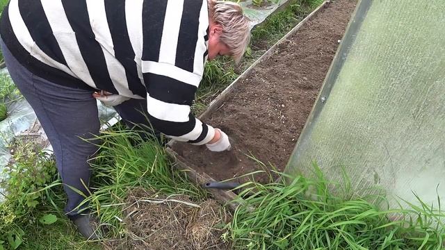 Vlog про посадку дайкона прополку и сбор урожая часть 2 смотреть онлайн