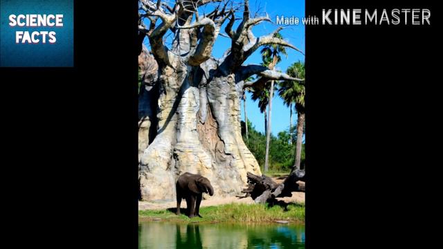 FULL EXPLAIN ABOUT BAOBAB TREE// SCIENCE FACTS смотреть онлайн