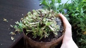 Хризантема. Хранение хризантемы дома .