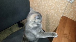 TopDevice TDE 500/5.0