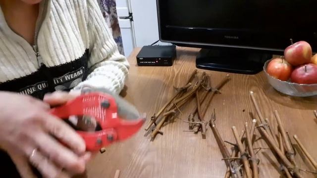 Укоренение черенков винограда. Суперогород. Амурский виноград