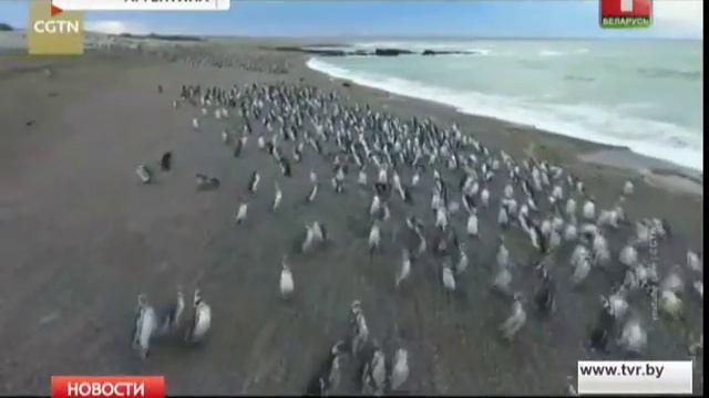 На полуострове Пунта Томбо собралось около миллиона магеллановых пингвинов смотреть онлайн