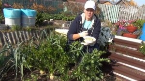 Корневой сельдерей очень прост в посадке и уходе. Колоссальная польза для здоровья.