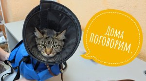Кошка Морошка на приёме у врачей. Она всех запомнила! ЪУЪ!