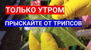 КАК ВЫГЛЯДЯТ ТРИПСЫ - ПОЙМАЛА ТРИПСА НА ПЕРЦАХ! ПОЧЕМУ УТРОМ БОРОТЬСЯ С ТРИПСАМИ ЭФФЕКТИВНЕЕ