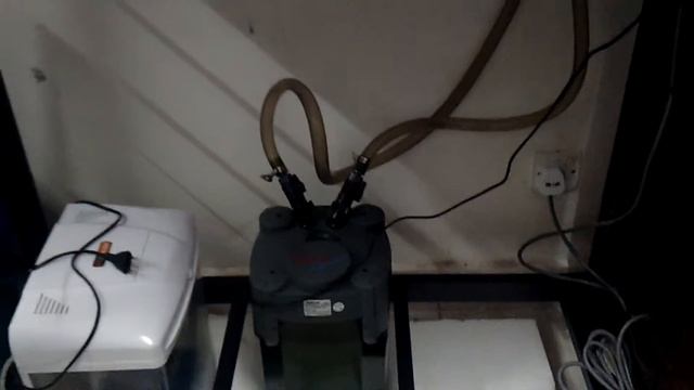 My flowerhorn n gold fish... смотреть онлайн