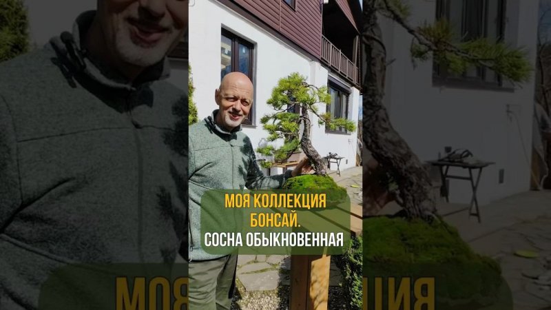 Моя коллекция бонсай. СОСНА ОБЫКНОВЕННАЯ.