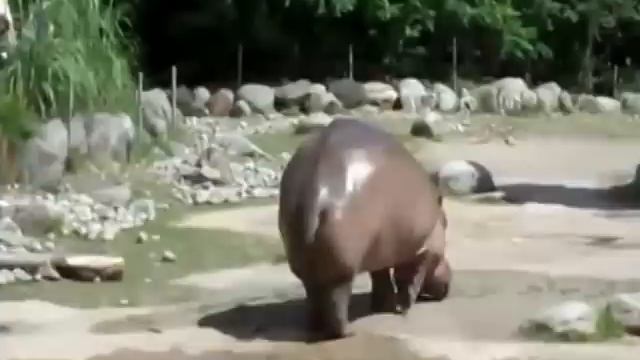 БЕГЕМОТ  ПУКНУЛА ПОТОМ НАСРАЛ БОЛЬШУЮ  КУЧУ 