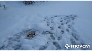 Зимняя рыбалка. Река Тойма.