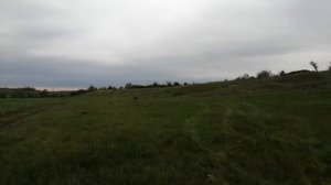 Багги барракуда