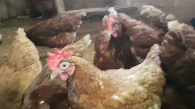 Обзор куриц Ломан Браун. Ломан Браун яйценоскость зимой . Зимний курятник на участке