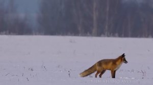 Лиса на зимней охоте (Мышкование) | Film Studio Aves