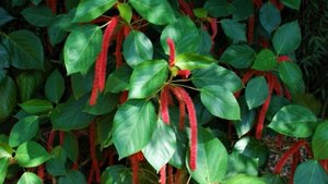 Восхитительно яркое цветение круглый год