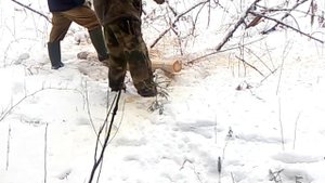 Отвод лесосек. Изготовление деляночного столба. ШОК. МЕГА Быстро