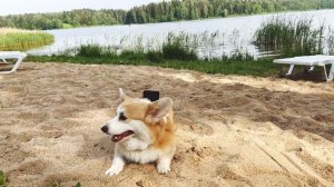 ХВАТИТ ТРАТИТЬ ДЕНЬГИ НА ОТЕЛИ! На мотоцикле с палаткой и КОРГИ. Мини-путешествие в Подмосковье