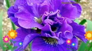 Ирис сибирский Конкорд Краш (СИБ). Краткий обзор, описание iris sibirica Concord Crush (SIB)