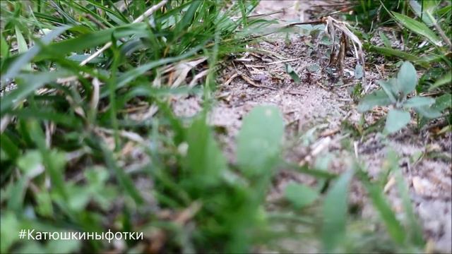 Муравьиная тропа смотреть онлайн