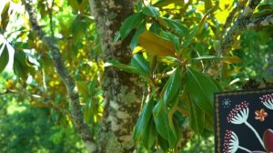 Лето Марион LMJM - Музыкальная и Художественная Жизнь - Французская Сельская Местность - Гармония