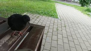 Голуби птица Мира и добра!