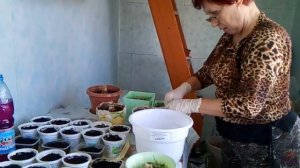ВЫВОДИМ ГИППЕАСТРУМ ИЗ СОСТОЯНИЯ ПОКОЯ, ПОСАДКА ЛУКОВИЦ АМАРИЛЛИСА