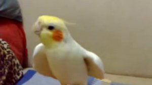 Попугай насвистывает мелодии.