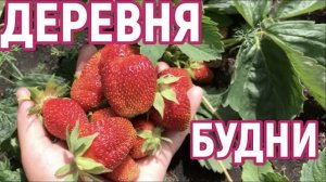 Деревенские будни, как мы тут живём! Без комментария.