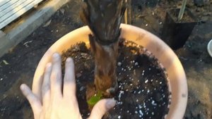 Теплица. Выращиваем экзотические растения. Обо всём по не многу!