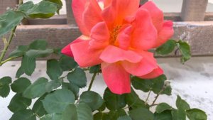 Climber Rose Joseph's Coat Blooming 2nd Day (Prime Look)