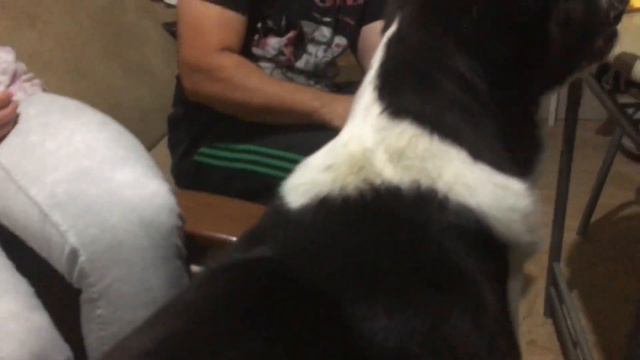 Алабай поздравляет хозяина с днем рождения: Ада, спой, а потом поцелуй! смотреть онлайн