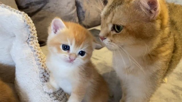 ?КАК ОТЛИЧИТЬ NY11ОТ NY12?ЗОЛОТАЯ ШИНШИЛЛА КОШКА?GOLDEN KITTENS?