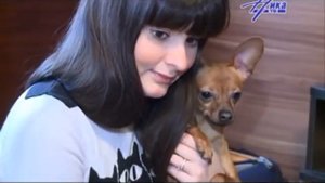 Порода Той терьер