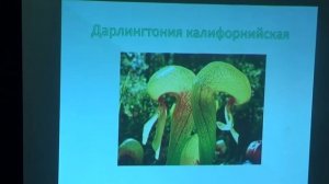 15.05.17 "Растения-хищники", проект учеников 7 класса по биологии