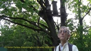 Бортевое Пчеловодство: Ульи-Борти и Дуплянки На Дубах, Киев Украина