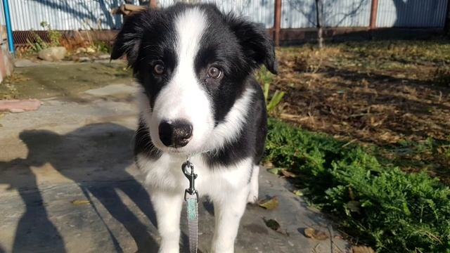 Как растёт щенок бордер колли 1.5, 2, 3, 4 месяца смотреть онлайн