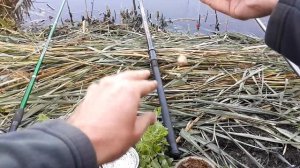 ? ПЕРЛОВКА в МАНКЕ на КАРАСЯ - насадка, которая спасает от мелкой надоедливой рыбы и раков