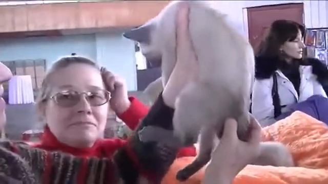 Котята редкого окраса блю-пойнт. Меконгский бобтейл. Питомник "Golden Truffle"