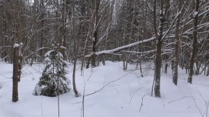 Борисовские межрайонные испытания гончих собак 05/03/2023 Часть II