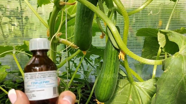 СРОЧНО ДАЙТЕ ЭТО ОГУРЦАМ в АВГУСТЕ и Будете Собирать Урожай до ЗАМОРОЗКОВ, копеечное средство смотреть онлайн