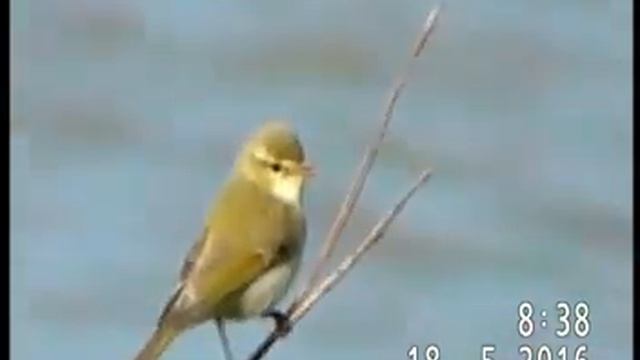 ПЕНОЧКА ЗЕЛЁНАЯ НЕ  УМОЛКАЕТ ВЕСНОЙ