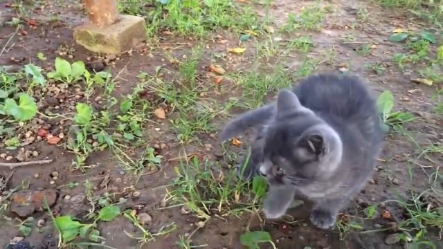 Тиша и Даня плачут им жалко котят !!! Tisha and Danya cry they feel sorry for the kittens смотреть онлайн