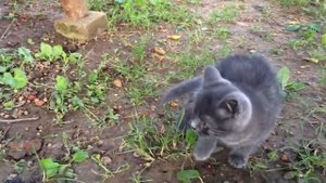 Тиша и Даня плачут им жалко котят !!! Tisha and Danya cry they feel sorry for the kittens