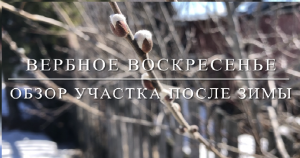 Вербное воскресенье в деревне. Обзор участка после зимы