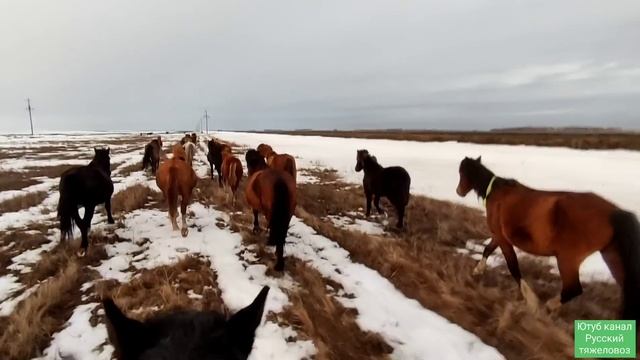Жеребец Черный принц получил кальцияборглюконат.| И снова погоня.