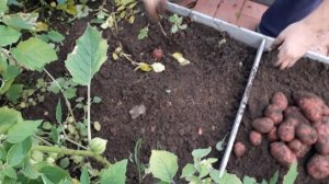 картофель "Уника"