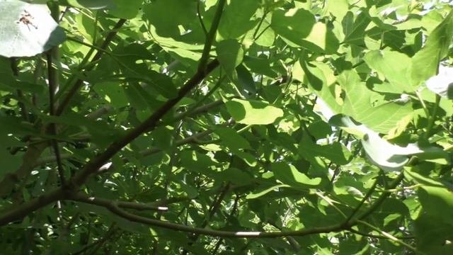 Инжир .2-е причины  низкой  урожайности у моих кустов .23