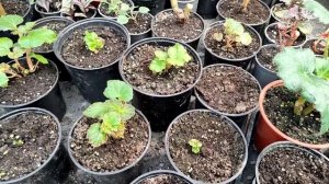 Как правильно отправить клубневую бегонию на зимовку