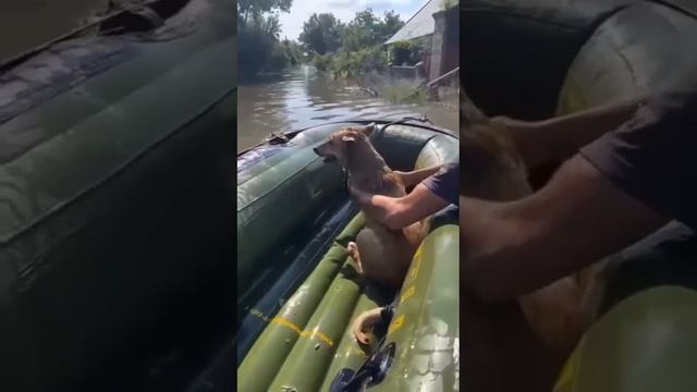Волонтеры спасают животных из затопленного Херсона🙏🙏🙏 смотреть онлайн